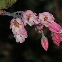 Vaccinium symplocifolium (D.Don ex G.Don) Alston